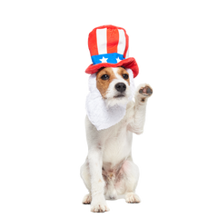 Dog Bless America Plush Wearable Tug Dog Toy