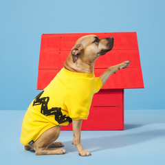 Peanuts Dog Sweatshirt