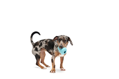Titan Puzzle Super Chewer Durable Enrichment Dog Toy