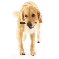 Beef Collagen Dog Chews, 5 Ct
