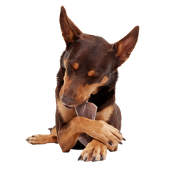 Fall Fetch Stick Super Chewer Durable Gnaw Dog Toy