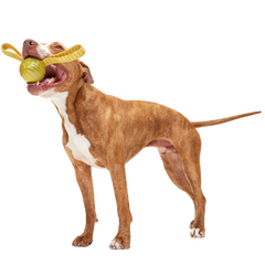 The Golden Snitch™ Durable Super Chewer Tug + Fetch Dog Toy