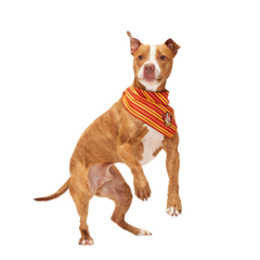 Harry Potter™ House Dog Bandana