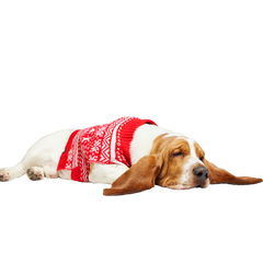 Holiday Sweater Wearable For Dogs