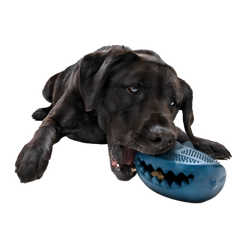 Hammer Fed Shark Super Chewer Durable Enrichment Dog Toy