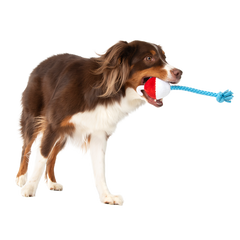 Hook Line and Squeaker Plush Multi-Part + Tug Dog Toy