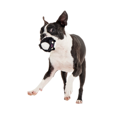 Hunky Skunky Super Chewer Durable 2-in-1 + Fetch Dog Toy