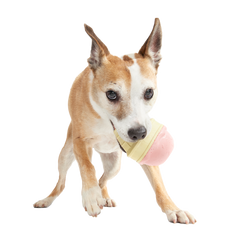 I Squeak Cone Super Chewer Durable Gnaw Dog Toy