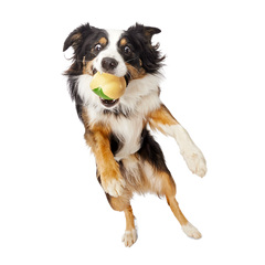 Jabba the Hut ™ Slobber Lobber Super Chewer Durable Fetch Dog Toy