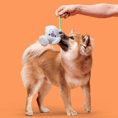 Koa Koala Plush Tug Dog Toy