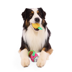 Tennis Ball Club, 3 Squeaky Monthly Tennis Ball Dog Toys