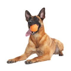 Orange Crush Super Chewer Durable 2-in-1 + Fetch Dog Toy