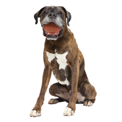 Chompionship Football Super Chewer Durable Fetch Dog Toy