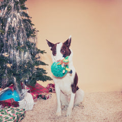 Tree Topper Buddy™ Plush Dog Toy