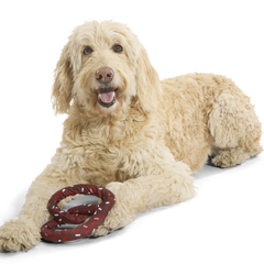 Chocolick Pretzel Plush Extra-Large Tug Dog Toy