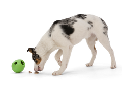 Rumbl The Final Fetch