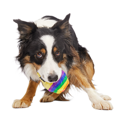 Rainbow-wow Sherbert Super Chewer Durable 2-in-1 Dog Toy