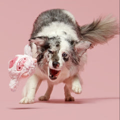 Snuglor Durable Super Chewer 2-in-1 Rip and Reveal + Enrichment Dog Toy