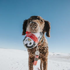 Friendguin Super Chewer Durable 2-in-1  Dog Toy