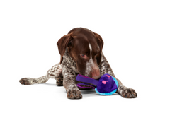 Karen Kraken Super Chewer Durable Tug Dog Toy