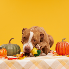 Good Gourd Gnaw Mighty Durable Super Chewer Dog Toy