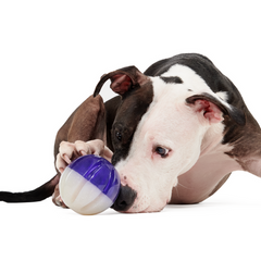 Nepzoom Durable Super Chewer Fetch Dog Toy