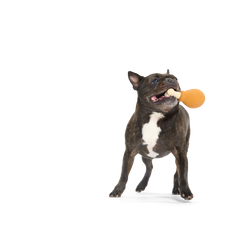 Turkey Day Drumstick Durable Super Chewer Gnaw Dog Toy