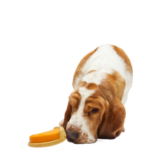 Powered Up Pie Durable Super Chewer Gnaw Dog Toy