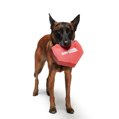 Box of Chocolicks Super Chewer Durable Multi-Part + Gnaw Dog Toy