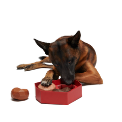 Box of Chocolicks Super Chewer Durable Multi-Part + Gnaw Dog Toy