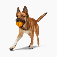 It's In My DNA Durable Super Chewer Fetch Dog Toy