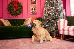 The Great Gonzo as "Charles Lick-ens" Durable Super Chewer Multi-Part Dog Toy