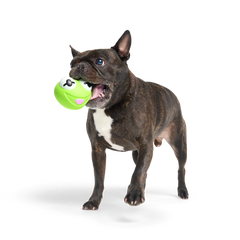 Kermit the Frog as “Bouncing Bob Catch-It" Durable Super Chewer Fetch Dog Toy