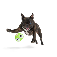 Kermit the Frog as “Bouncing Bob Catch-It" Durable Super Chewer Fetch Dog Toy