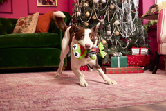 Kermit the Frog as “Bob Catch-It" Plush Tug Dog Toy