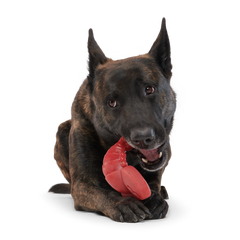 Gnawfish Super Chewer Durable Gnaw Dog Toy