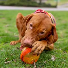 Nebula Toy Super Chewer Durarble Fetch + Enrichment Dog Toy