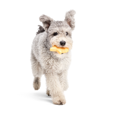 Woodstock's Star Super Chewer Durable Gnaw Dog Toy