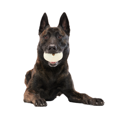 Snack Dollar Super Chewer Durable Enrichment + Fetch Dog Toy