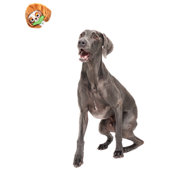 Sonny the Sloth Super Chewer Durable 2-in-1 + Fetch Dog Toy