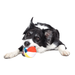 Spike The Beach Ball Super Chewer Durable 2-in-1 + Fetch Dog Toy