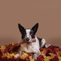 Fall Fetch Stick Super Chewer Durable Gnaw Dog Toy