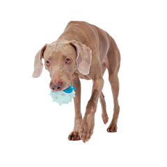 Throwfish Super Chewer Durable Fetch Dog Toy