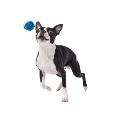 Throwfish Super Chewer Durable Fetch Dog Toy
