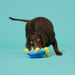 Tiago Tortuga Plush Tug Dog Toy