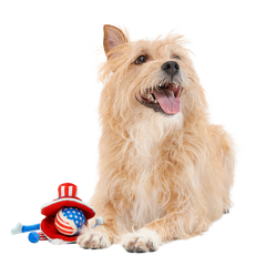 Uncle Clam Plush Multi-Part + Fetch Dog Toy