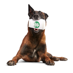 Pupkin Spice Yappuccino Durable Super Chewer 2-In-1 Rip And Reveal + Enrichment Dog Toy
