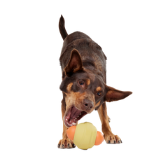 Weenie Dawg Super Chewer Durable Gnaw Dog Toy