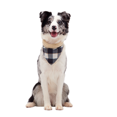 Plaid To The Bone Dog Bandana