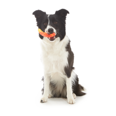 Brawny Butterfly Durable Super Chewer Gnaw Dog Toy